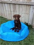 daycare pic 72 - gus on pool
